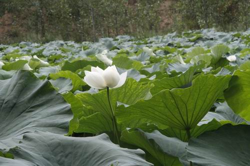 濕地管理 生物多樣性 三門峽 自然保護區