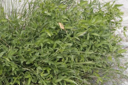 濕地管理 生物多樣性 三門峽 自然保護區