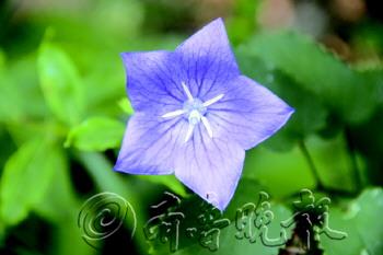 青島 瀕危植物 景區