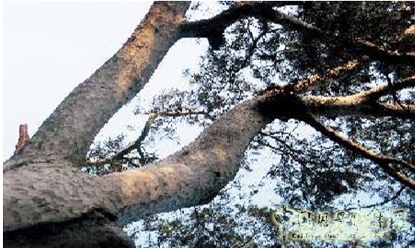 劉秀晨 綠色的云 城市規(guī)劃 風(fēng)景園林 城市建設(shè) 中國(guó)風(fēng)景園林網(wǎng)