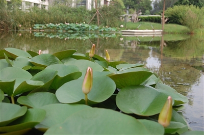 水生植物營造清涼水景