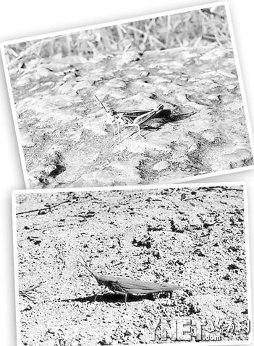 花脛綠紋蝗上、短額負蝗下 供圖/楊紅珍