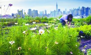 屋頂綠化 空間綠化 花園城市 城市綠化