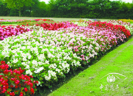 四季海棠 花卉 草花