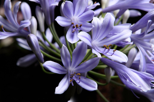 花卉 百子蓮 蘭花君子蘭
