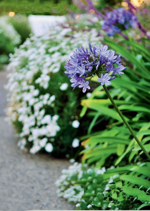 花卉 百子蓮 蘭花君子蘭