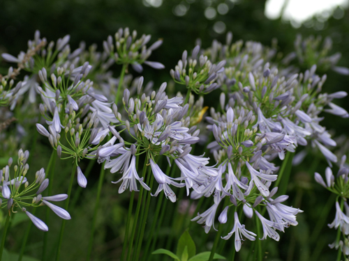 花卉 百子蓮 蘭花君子蘭