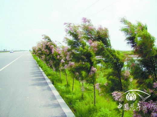 檉柳 植物 引種