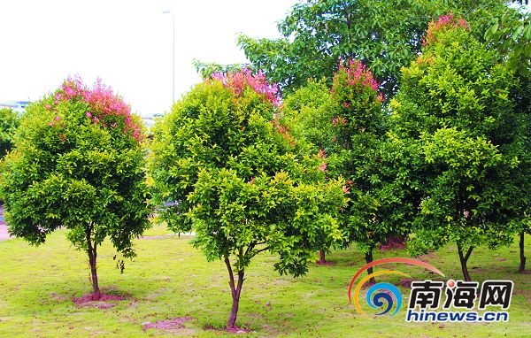海口試種“彩色”綠化樹(shù)