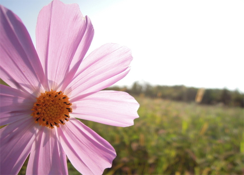 花卉 波斯菊 菊科