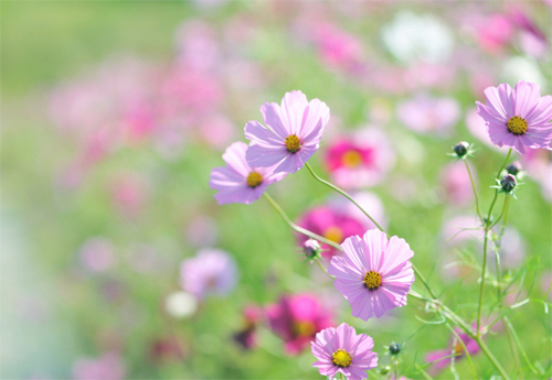 花卉 波斯菊 菊科