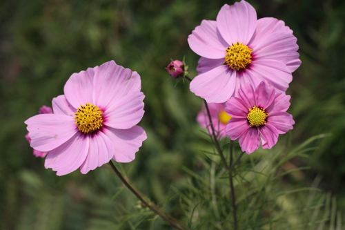 花卉 波斯菊 菊科