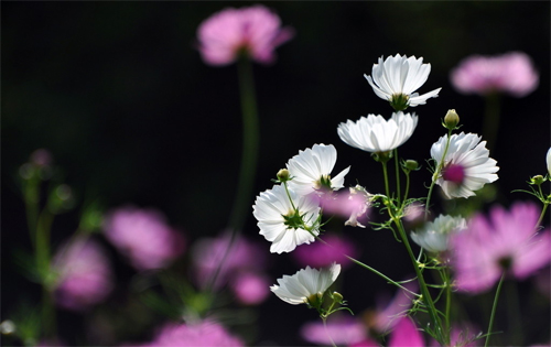花卉 波斯菊 菊科