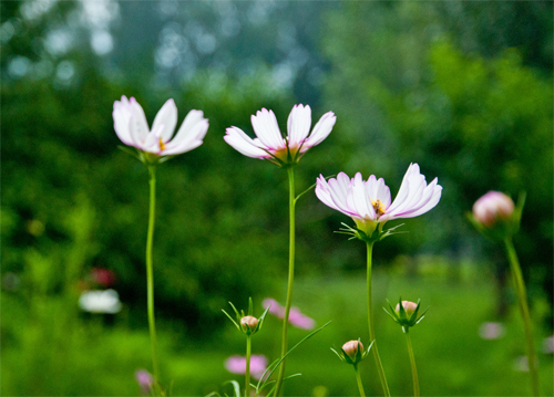 花卉 波斯菊 菊科