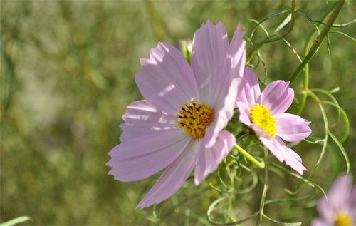花卉 波斯菊 菊科