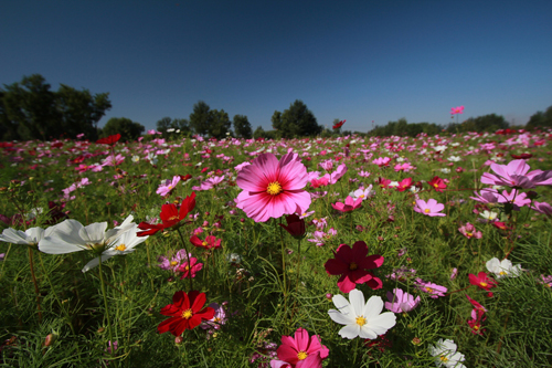 花卉 波斯菊 菊科