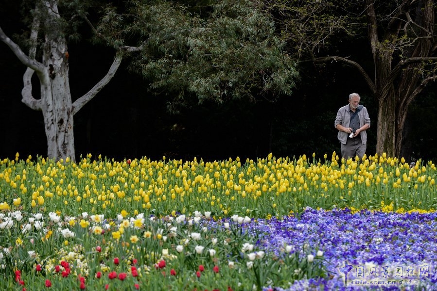 澳大利亞堪培拉花卉節 花卉節 球莖花朵