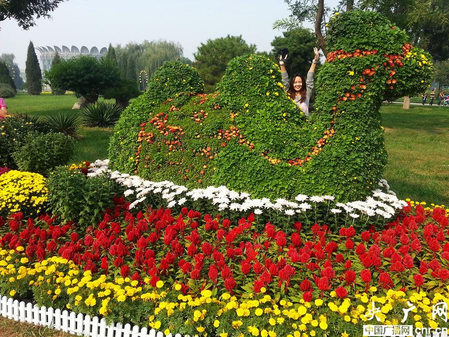 中國菊花展 國際鮮花港 風景園林 菊花展
