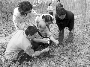 江蘇 沿海 植物庫 生物多樣性 中國風(fēng)景園林網(wǎng)