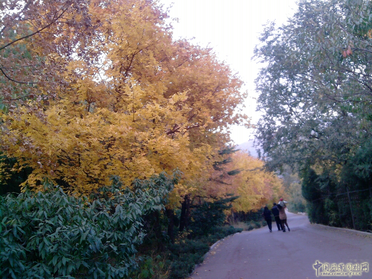 香山紅葉 秋游植物園 萬葉戀歌 植物園