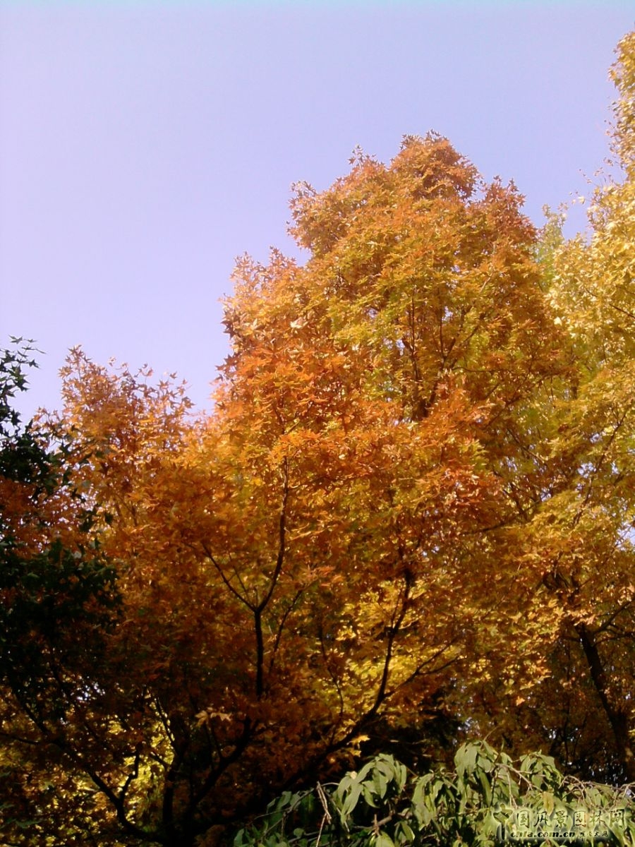 香山紅葉 秋游植物園 萬葉戀歌 植物園