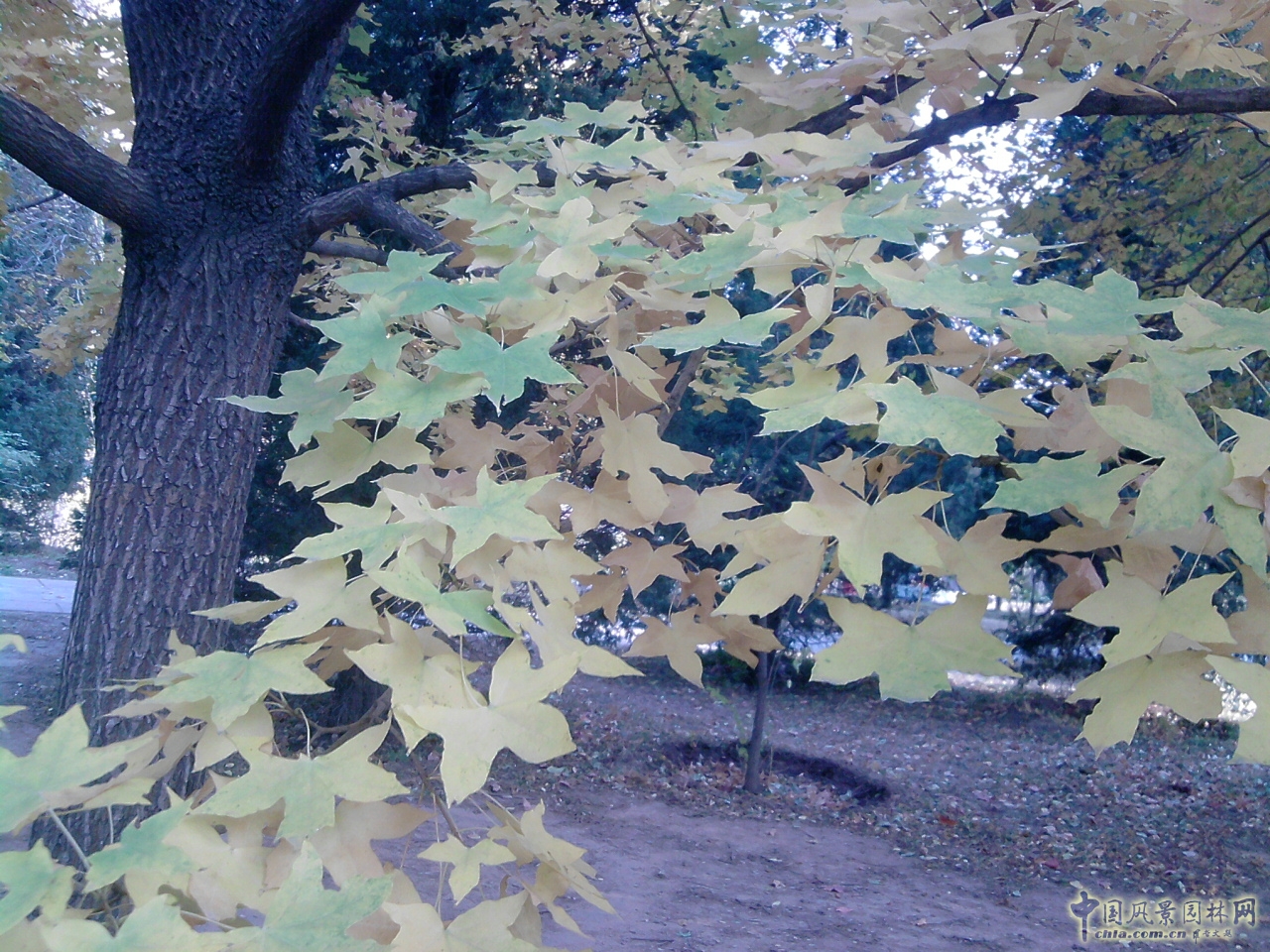 香山紅葉 秋游植物園 萬葉戀歌 植物園 