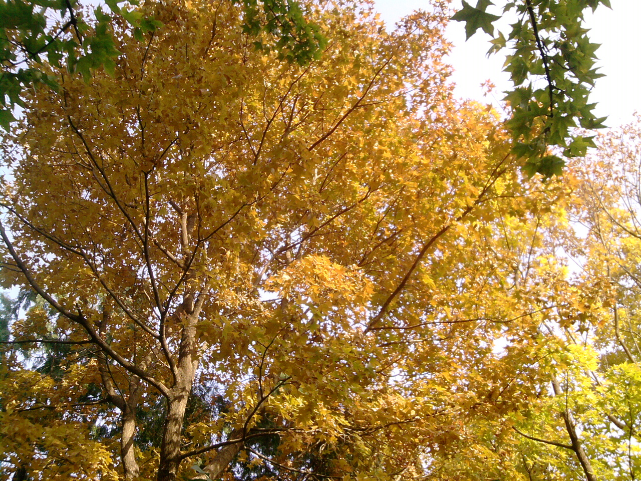香山紅葉 秋游植物園 萬葉戀歌 植物園
