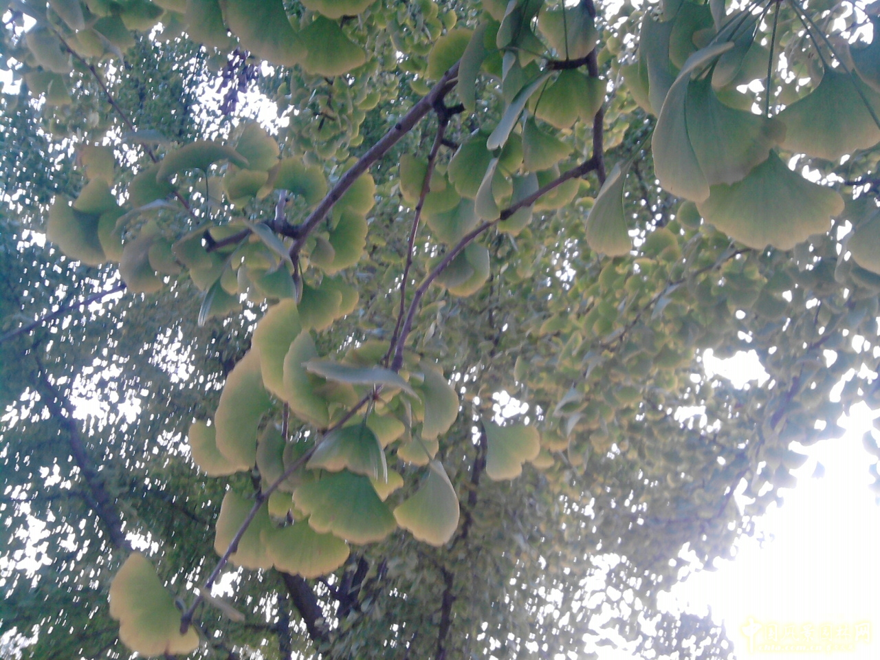 香山紅葉 秋游植物園 萬葉戀歌 植物園 紅楓