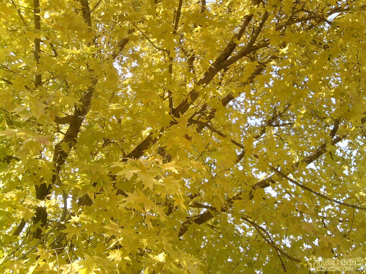 香山紅葉 秋游植物園 萬葉戀歌 植物園 紅楓