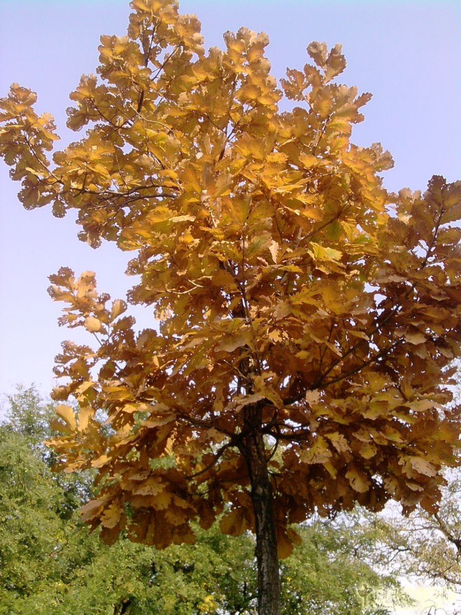 香山紅葉 秋游植物園 萬(wàn)葉戀歌 植物園 紅楓
