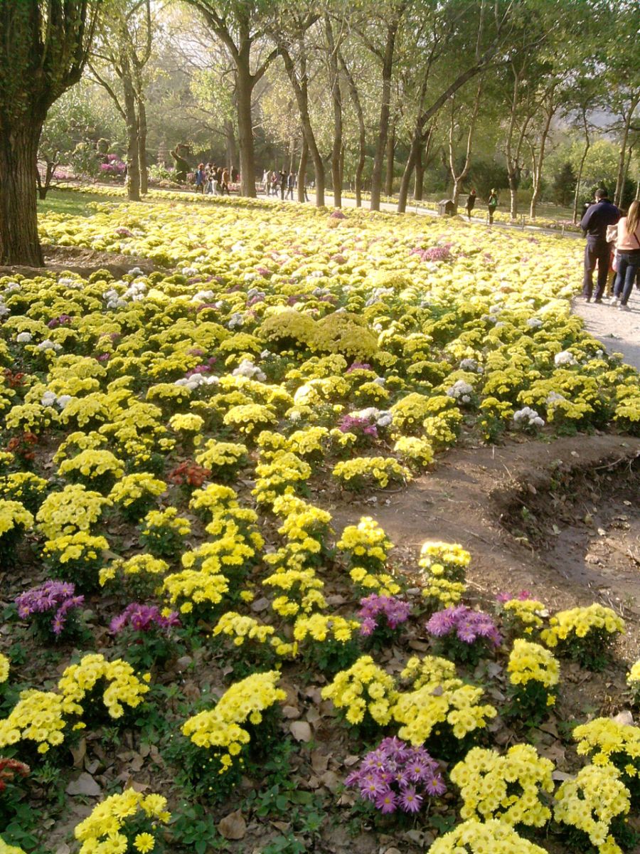 香山紅葉 秋游植物園 萬葉戀歌 植物園 紅楓