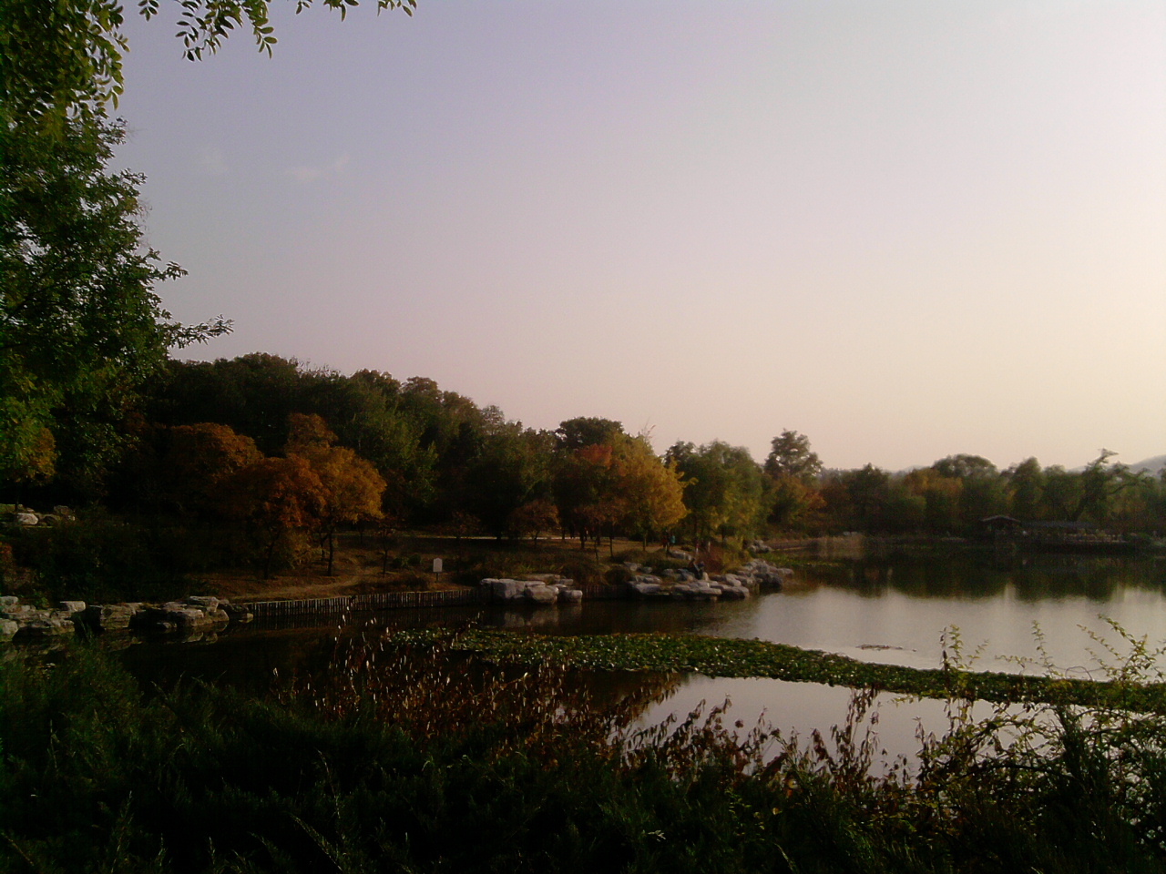 香山紅葉 秋游植物園 萬葉戀歌 植物園 紅楓