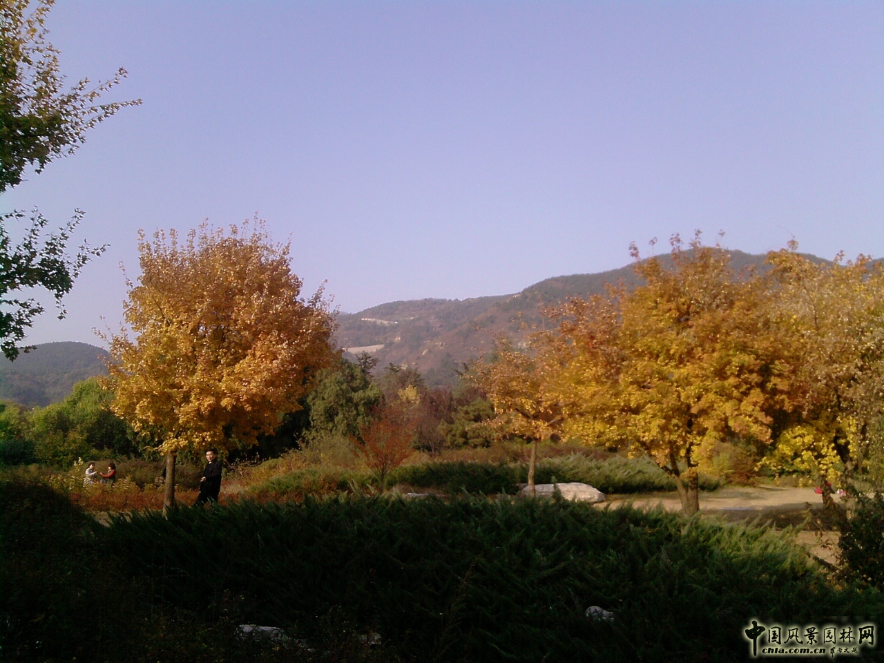 香山紅葉 秋游植物園 萬(wàn)葉戀歌 植物園 紅楓