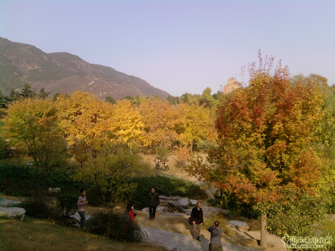 香山紅葉 秋游植物園 萬葉戀歌 植物園 紅楓