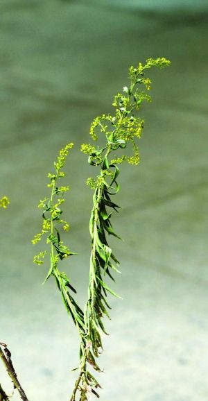 一枝黃花 現代快報記者 趙杰 攝