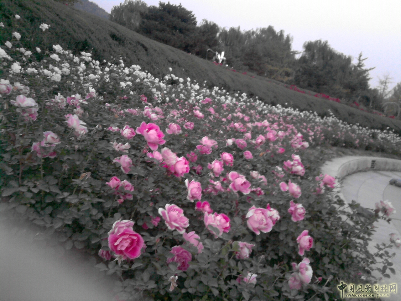 香山紅葉 秋游植物園 萬葉戀歌 植物園 紅楓