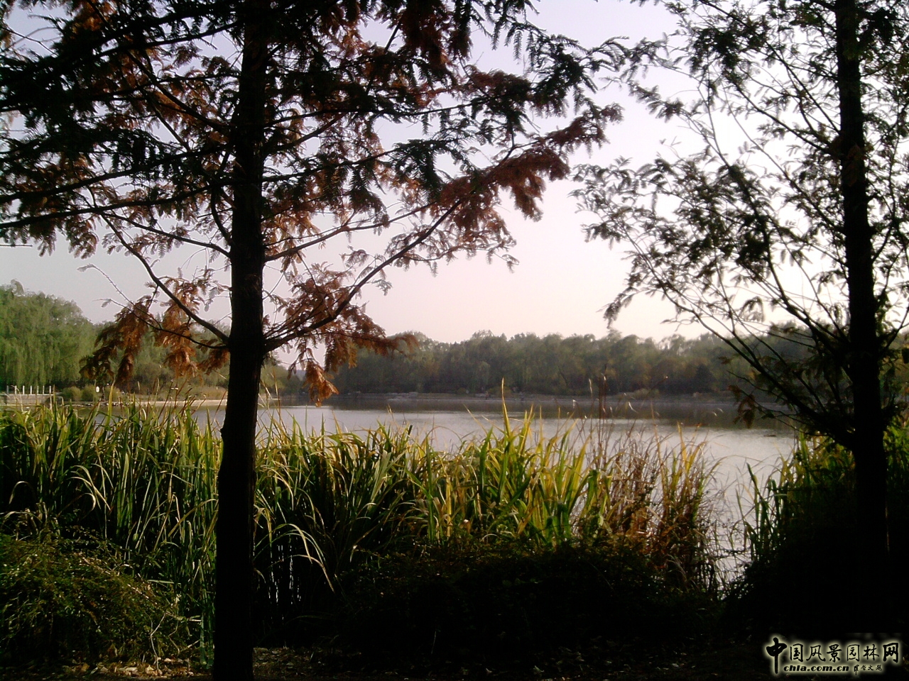 香山紅葉 秋游植物園 萬葉戀歌 植物園 紅楓