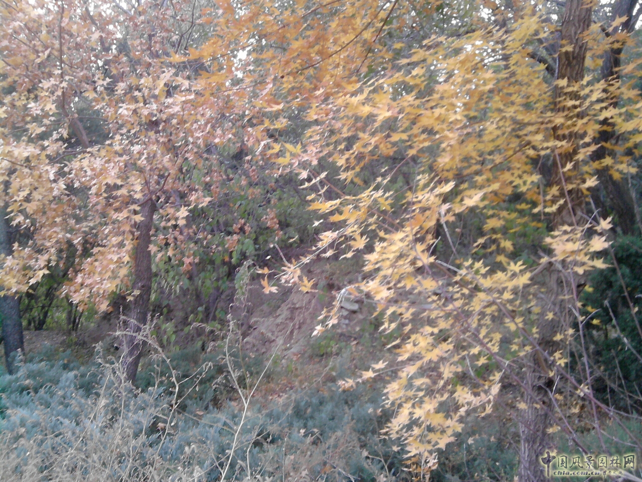 香山紅葉 秋游植物園 萬(wàn)葉戀歌 植物園 紅楓
