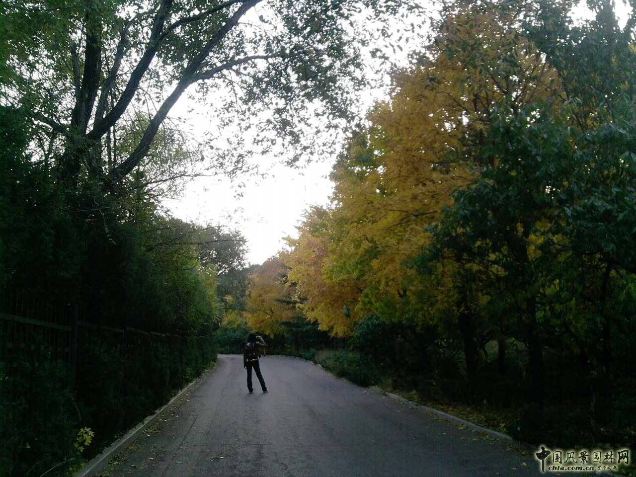 香山紅葉 秋游植物園 萬葉戀歌 植物園 紅楓