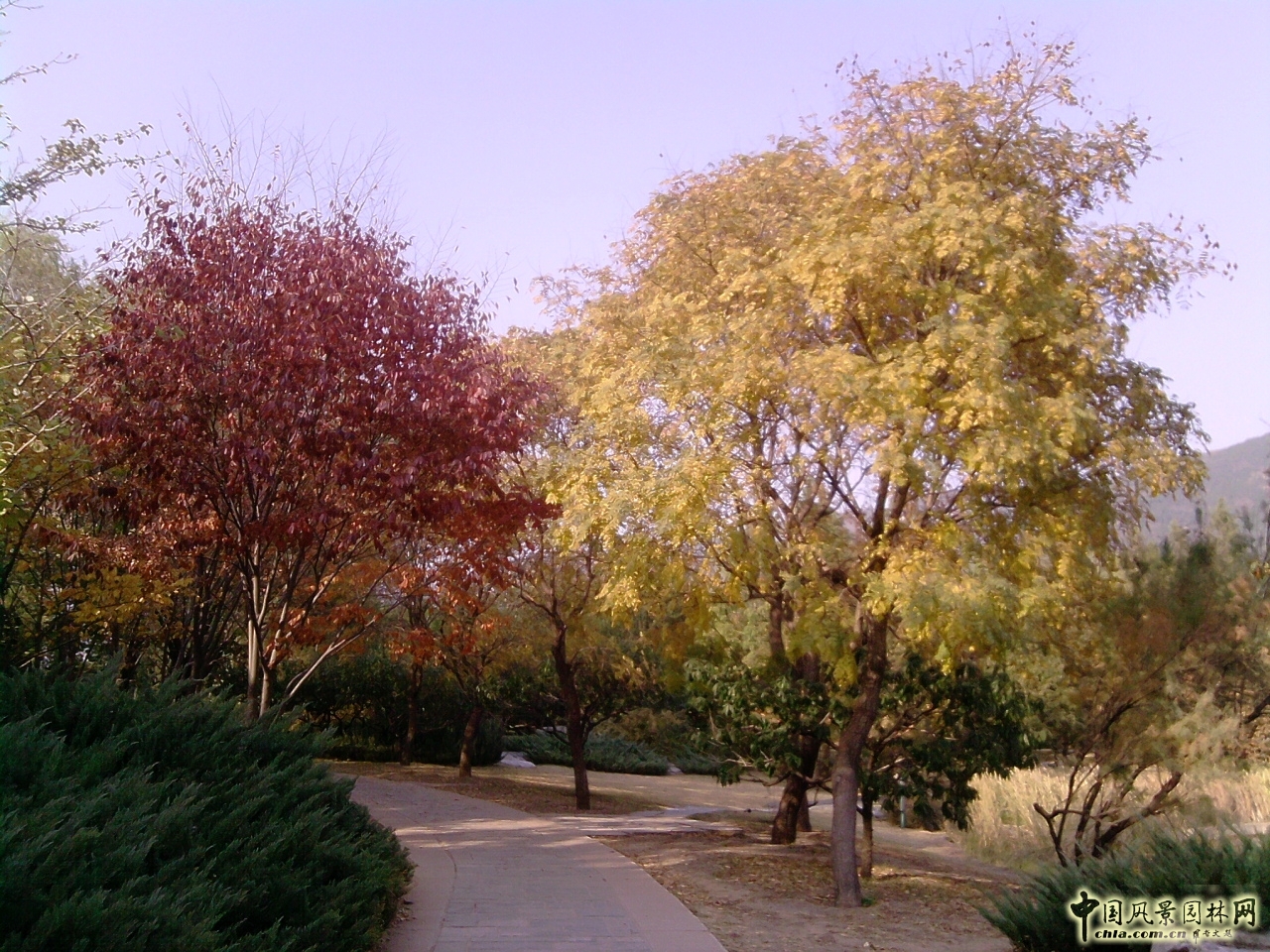 香山紅葉 秋游植物園 萬葉戀歌 植物園 紅楓