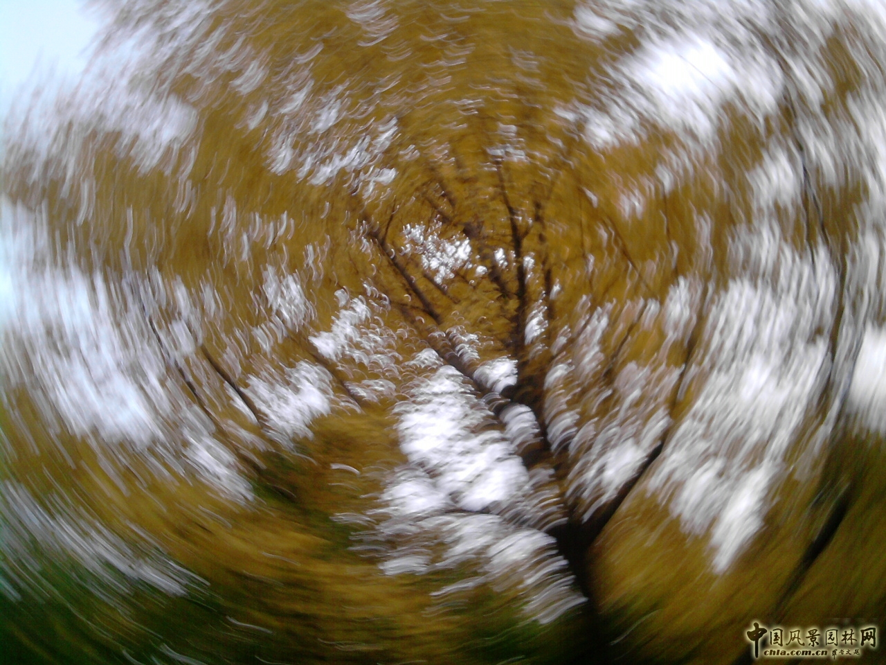 香山紅葉 秋游植物園 萬(wàn)葉戀歌 植物園 紅楓