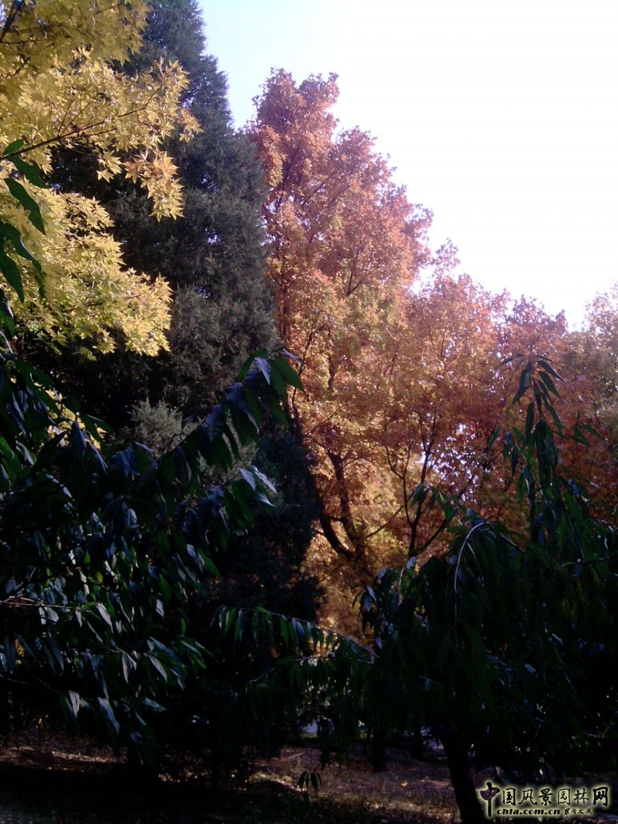 香山紅葉 秋游植物園 萬(wàn)葉戀歌 植物園 紅楓