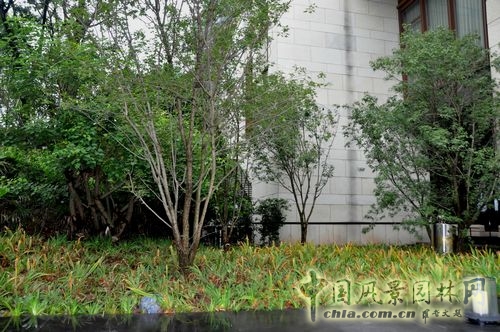 住宅景觀獎 園林工程 重慶星耀天地會所示范區(qū)