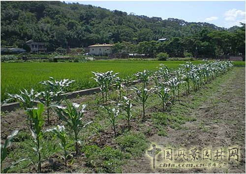 王曉璘 生態(tài)社區(qū) 城鄉(xiāng)改造 在地理論 環(huán)境保護(hù)