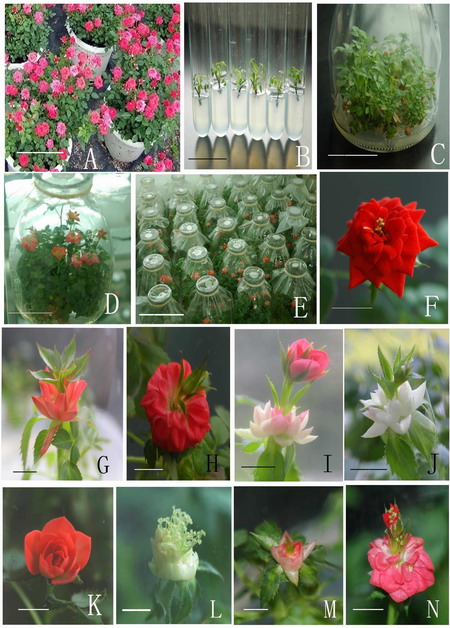 華南植物園月季試管開花研究