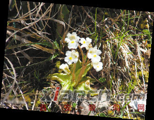 高山捕蟲(chóng)堇