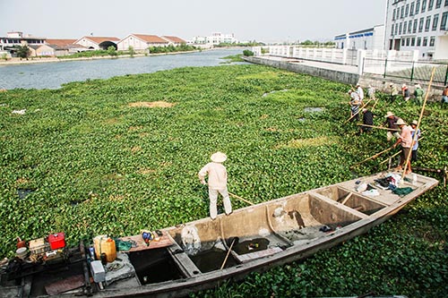 外來物種 物種入侵 植物種子 生態系統