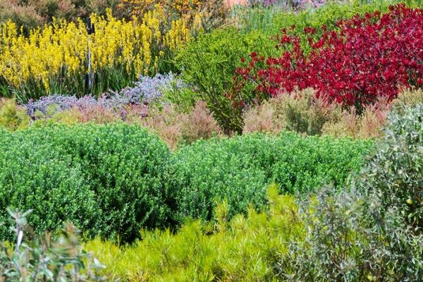 植物園 澳大利亞花園 Cranbourne皇家植物園 植物景觀