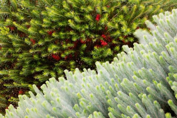 植物園 澳大利亞花園 Cranbourne皇家植物園 植物景觀