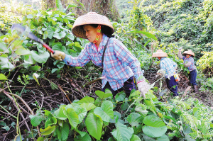 三亞圍剿201畝“強盜植物”金鐘藤